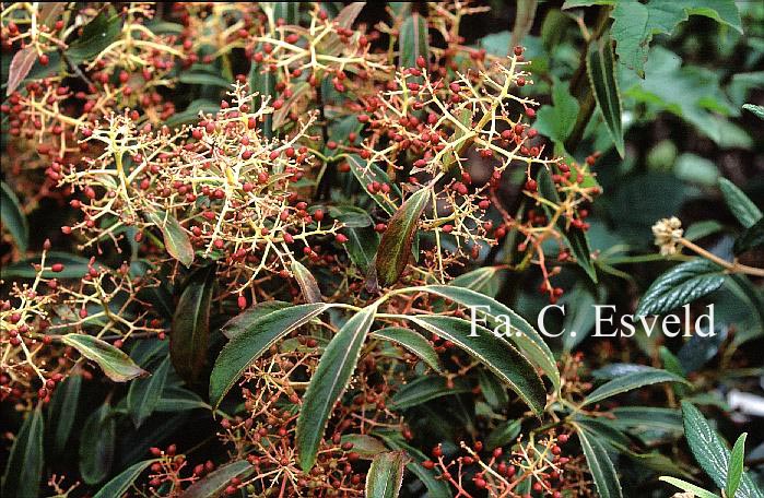 Viburnum henryi