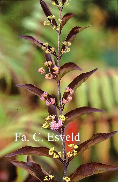 Callicarpa dichotoma 'Issai'