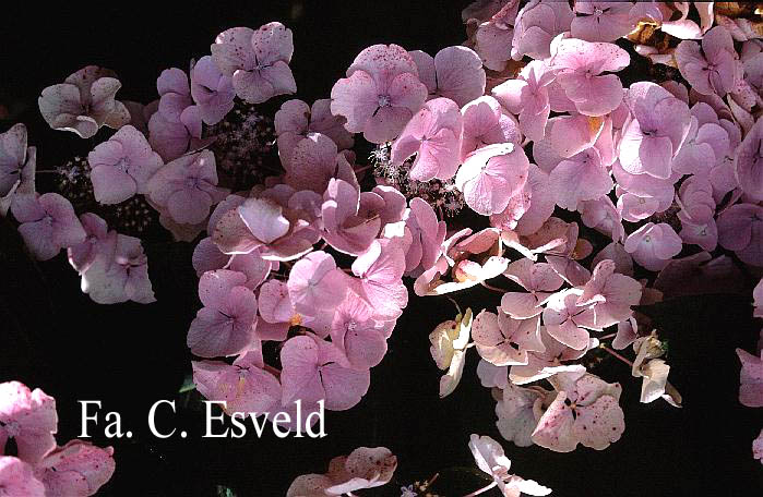 Hydrangea macrophylla 'Juno' (syn. 'Hidcote Pink')