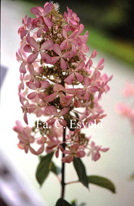 Hydrangea paniculata 'Ammarin'