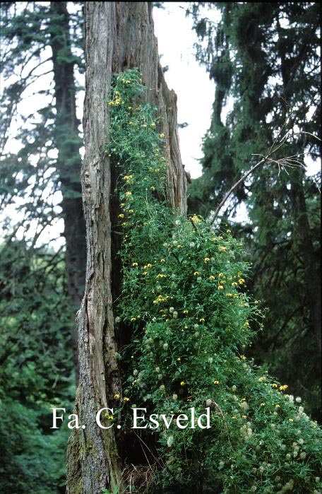 Clematis thibetana tangutica