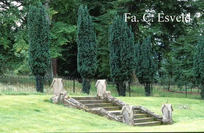 Taxus baccata 'Fastigiata'
