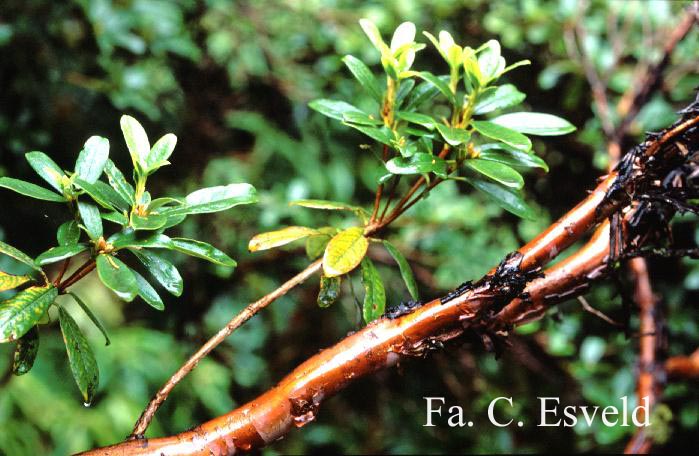 Rhododendron brachyanthum hypolepidotum