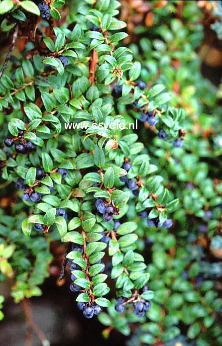 Vaccinium floribundum