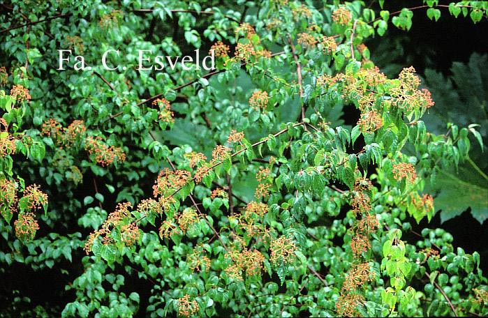 Viburnum betulifolium