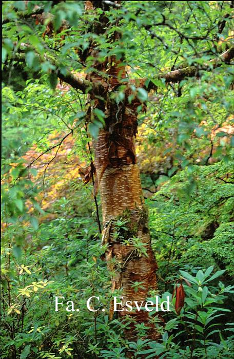 Betula utilis