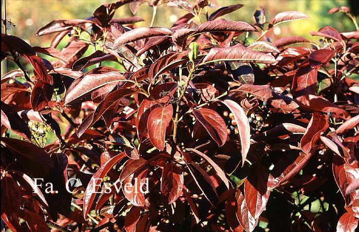 Viburnum nudum 'Winterthur'