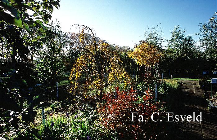 Cercidiphyllum japonicum 'Pendulum'