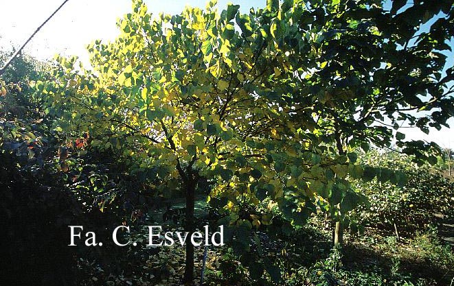 Cercis canadensis