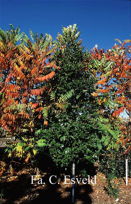 Ilex koehneana 'Chestnut Leaf'