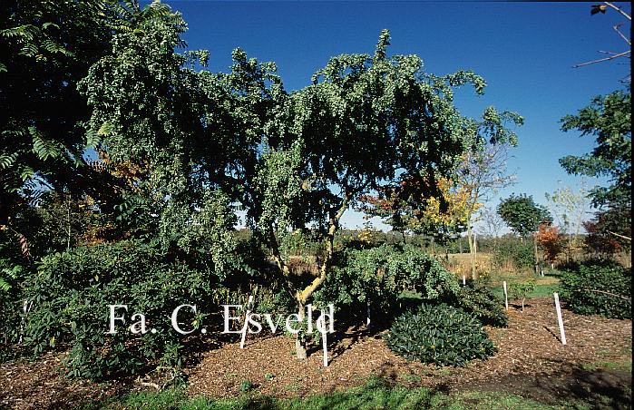 Robinia pseudoacacia 'Lace Lady'