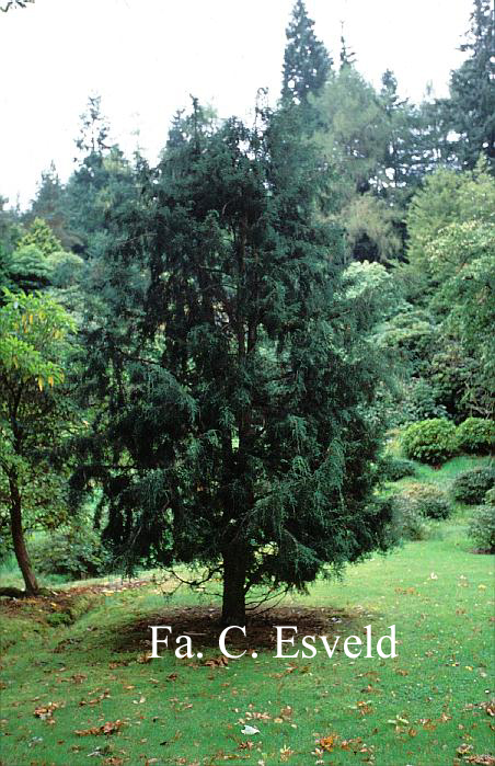 Fitzroya cupressoides