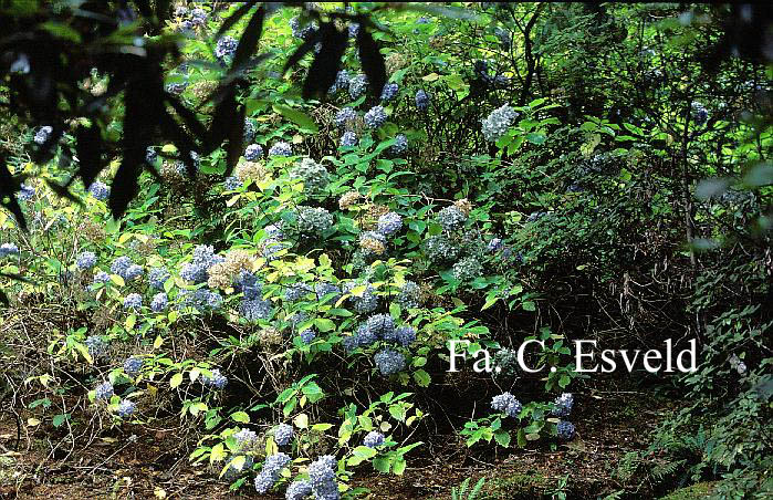 Hydrangea macrophylla 'Otaksa'