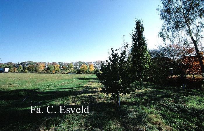 Tilia chinensis