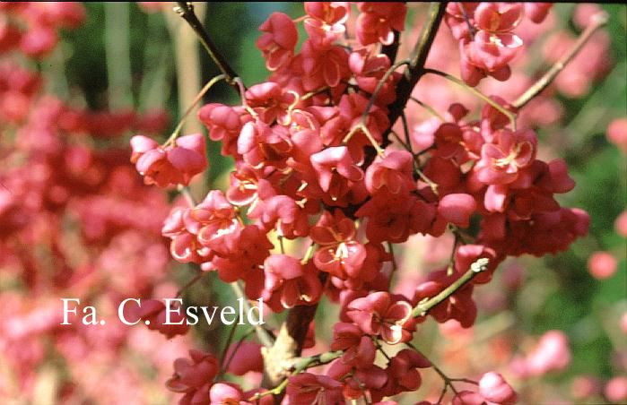 Euonymus hamiltonianus