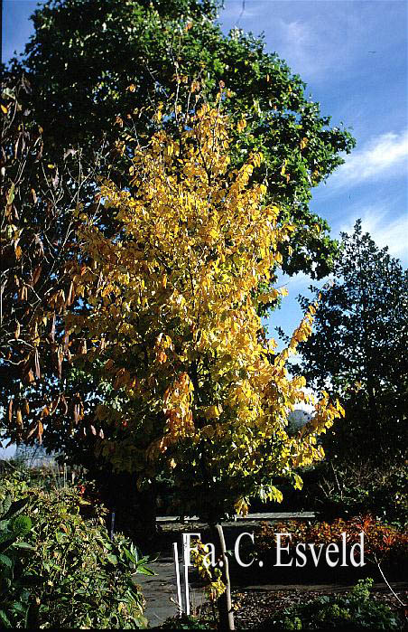 Parrotia persica 'Vanessa'