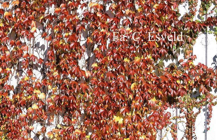 Parthenocissus tricuspidata 'Veitchii'