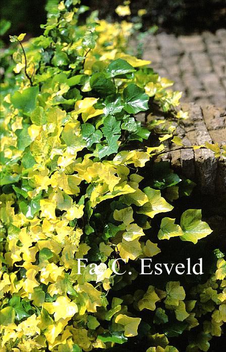 Hedera helix 'Buttercup'