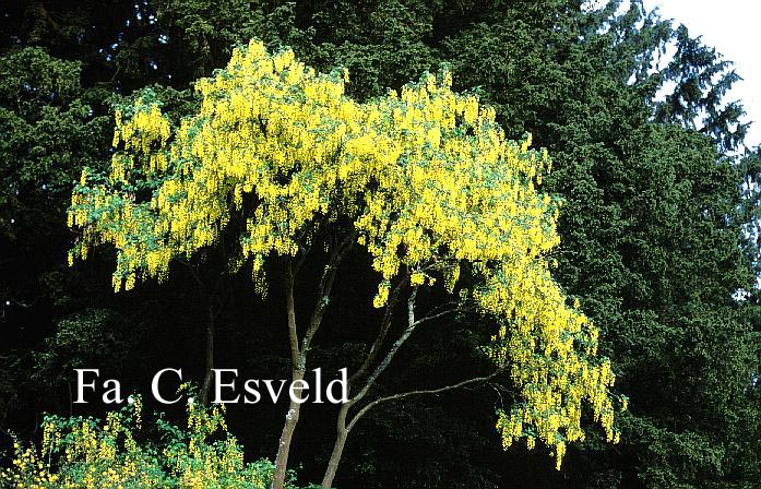 Laburnum watereri 'Vossii'