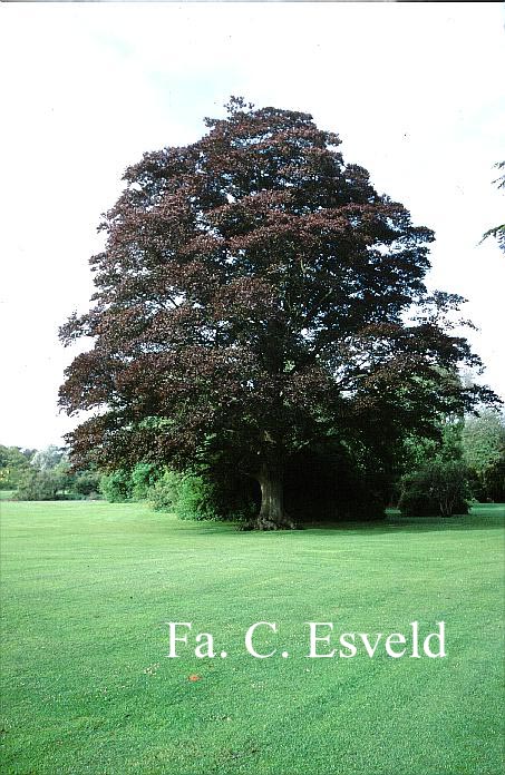 Fagus sylvatica 'Atropunicea'