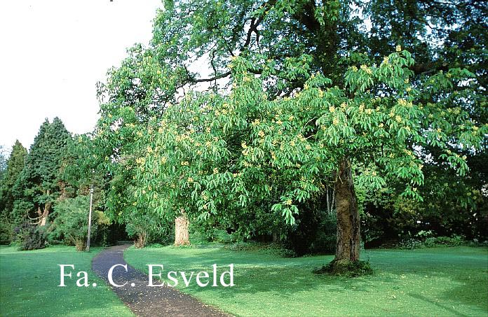 Aesculus flava