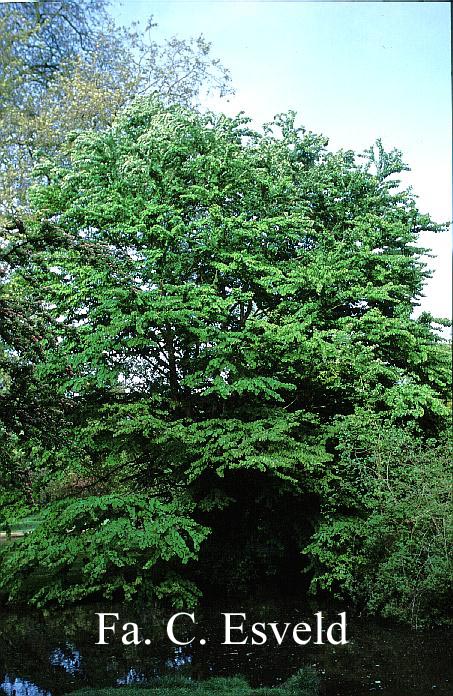 Cercidiphyllum japonicum