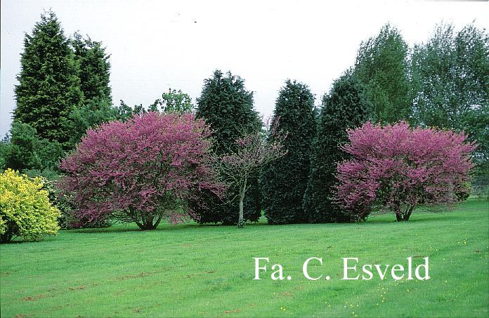 Cercis chinensis