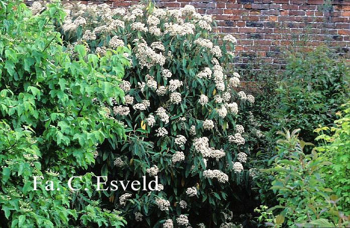 Viburnum sargentii 'Susquehanna'