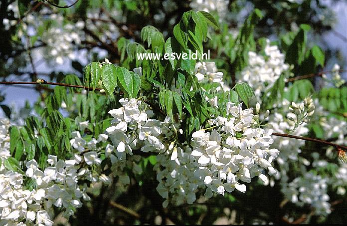 Wisteria sinensis 'Alba'