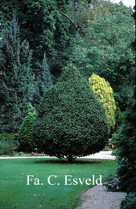 Carpinus betulus 'Columnaris'