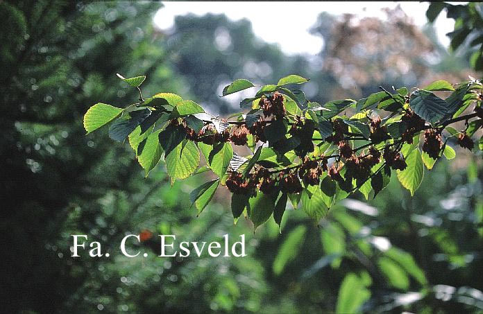 Euptelea pleiosperma