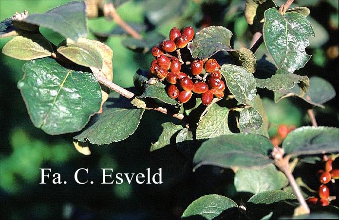 Viburnum carlesii 'Compacta'