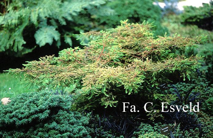 Taxodium distichum 'Secrest'