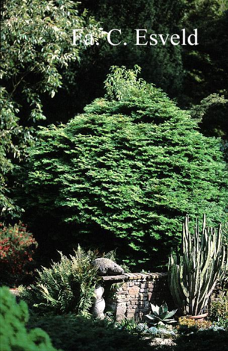 Chamaecyparis obtusa 'Pygmaea'