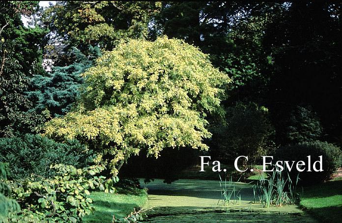 Fraxinus excelsior 'Aurea Pendula'