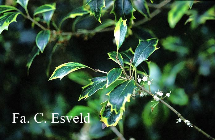 Osmanthus heterophyllus 'Aureomarginatus'