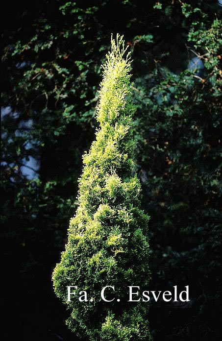 Cupressus sempervirens 'Swane's Golden'