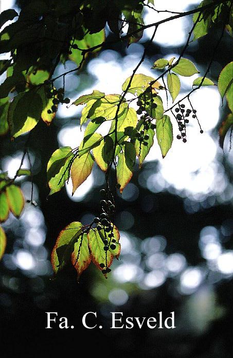 Stachyurus praecox