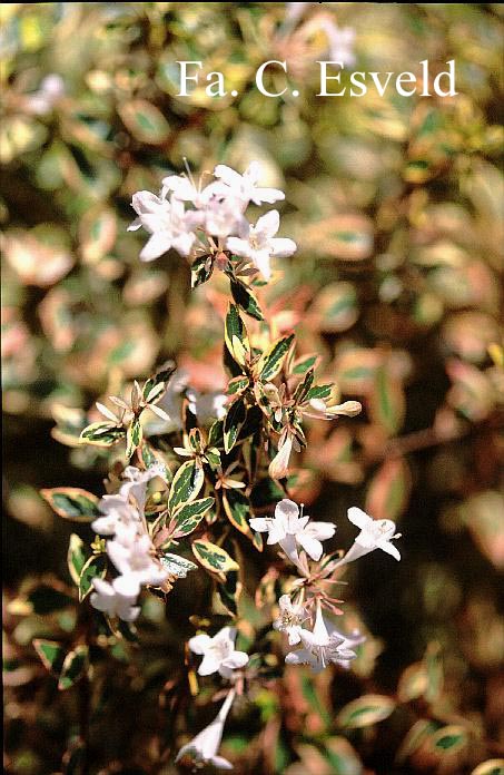 Abelia grandiflora 'Hopleys'