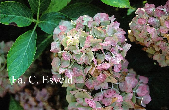 Hydrangea macrophylla 'Marquise'