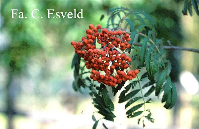 Sorbus 'Chinese Lace'