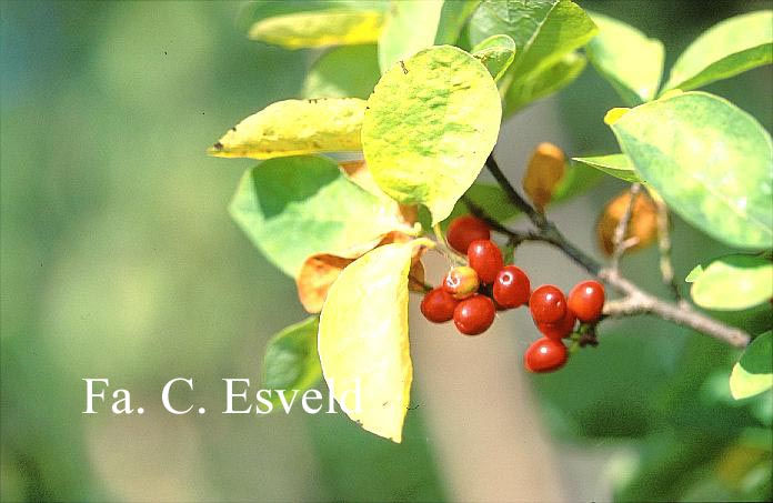 Lindera benzoin