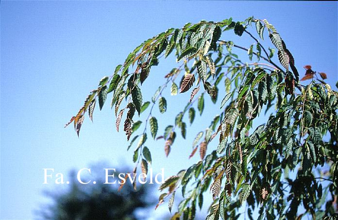 Carpinus polyneura