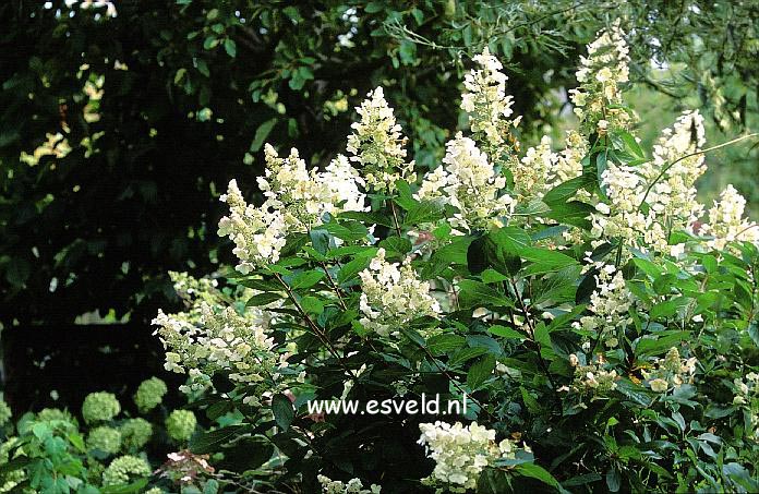 Hydrangea paniculata 'Tardiva'