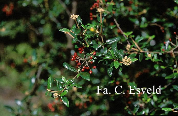 Viburnum utile