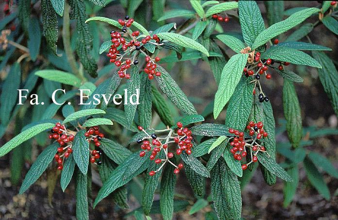 Viburnum rhytidophyllum 'Green Trump'