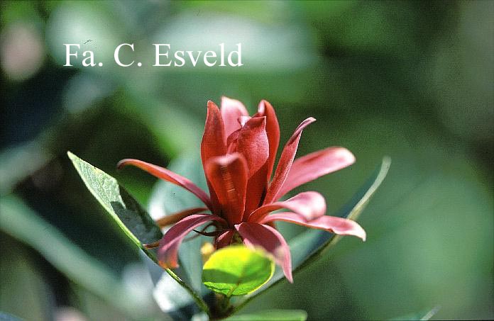 Calycanthus floridus