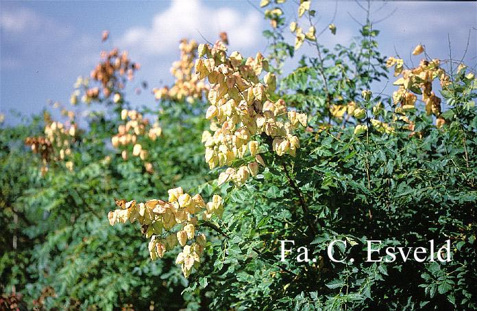 Koelreuteria paniculata