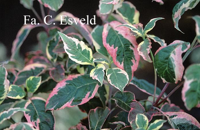 Cornus florida 'Daybreak'