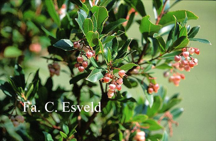 Arbutus unedo 'Atlantic'